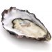 img_oyster